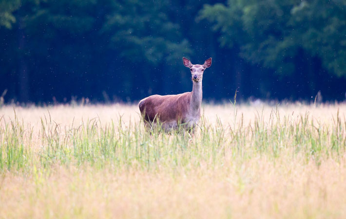 Kahlwildjagd