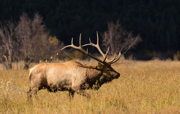 Wapiti / Elk