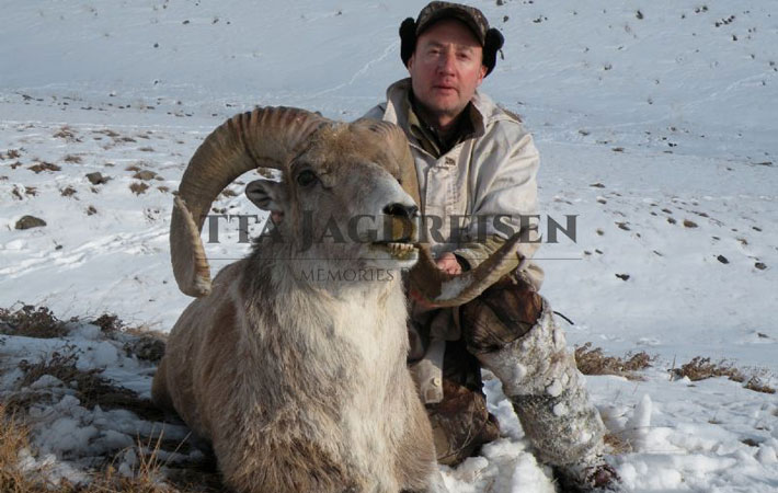 Argali's