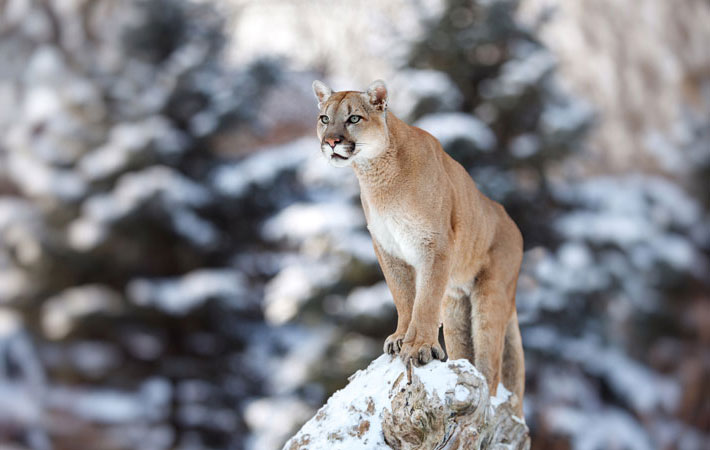 Puma, Luchs, Bobcat