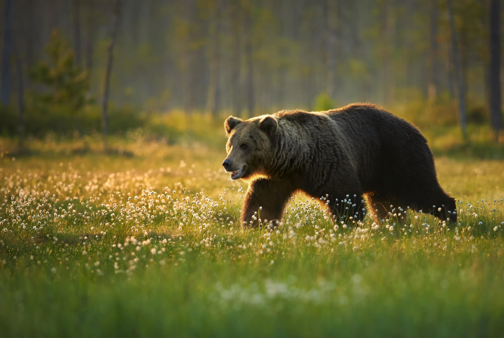 Braunbärjagd in Kroatien