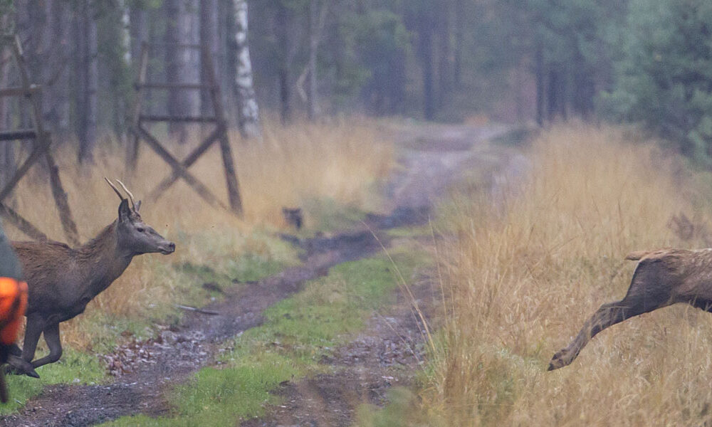 Drückjagd Pila