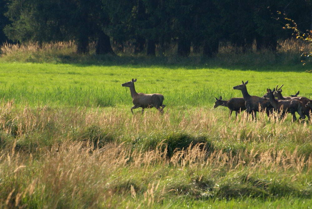 Kahlwildjagd Schlesien