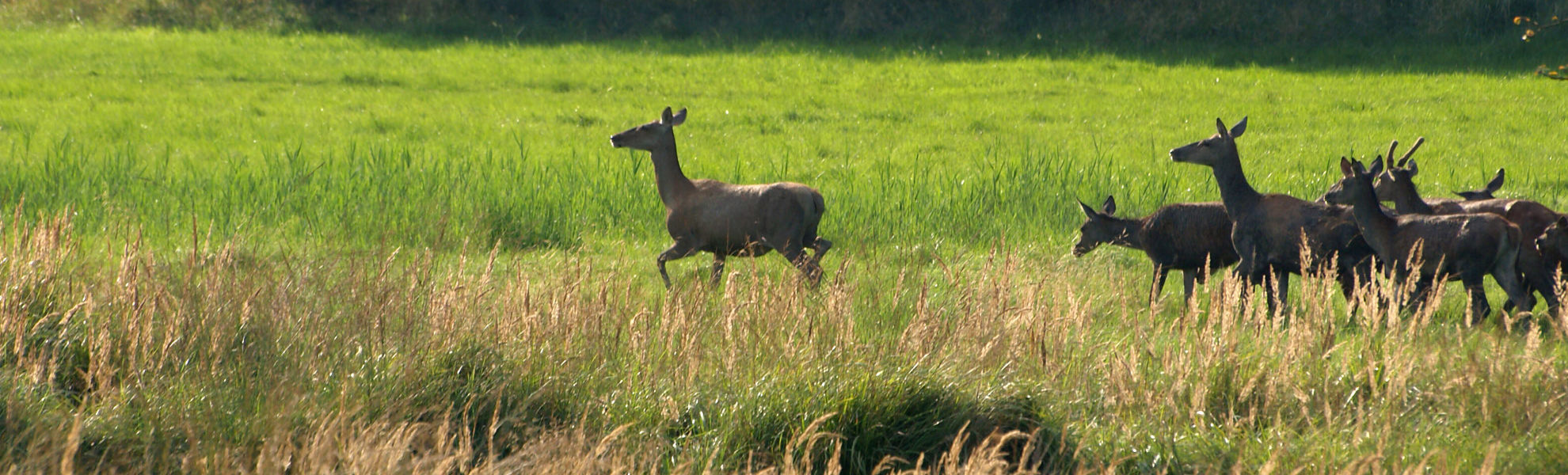   Kahlwildjagd Schlesien