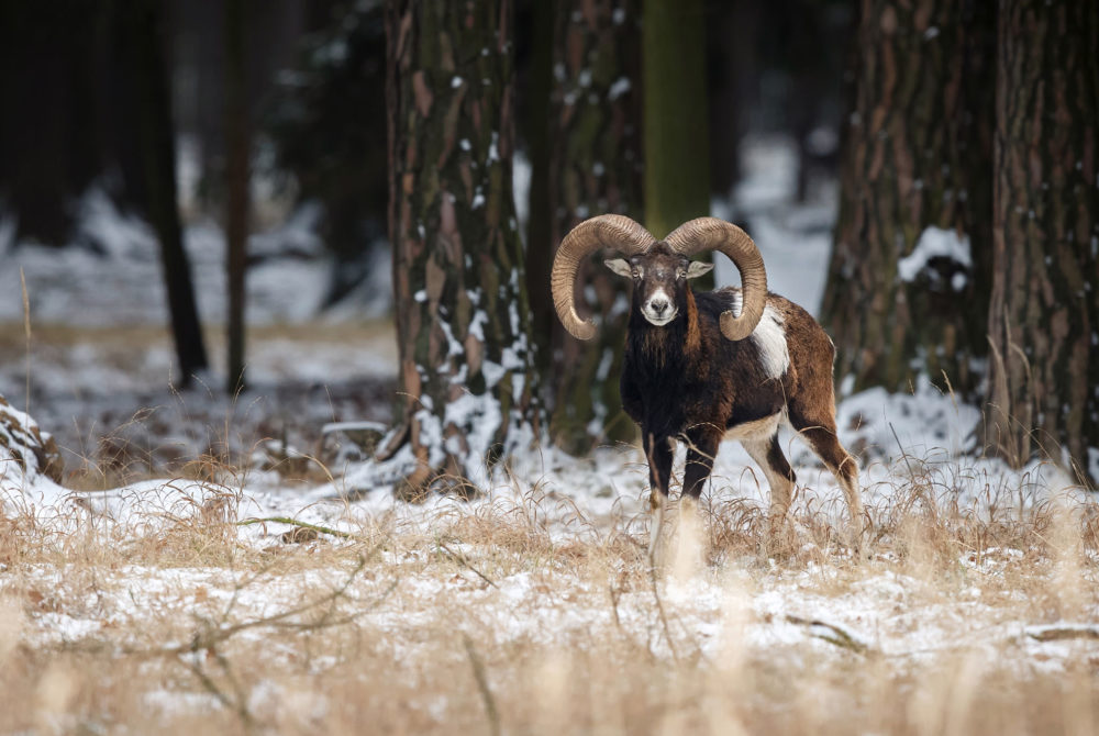 Muffelwidderjagd Eulengebirge