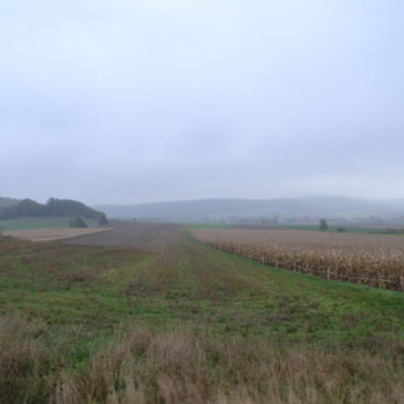 muffelwidder-polen