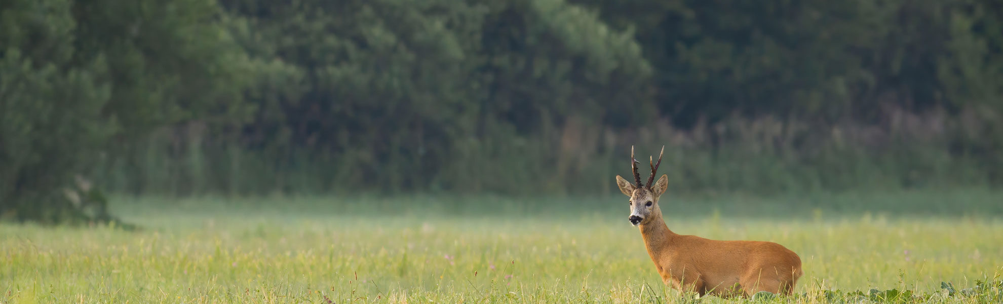   Rehbockjagd Südostpolen