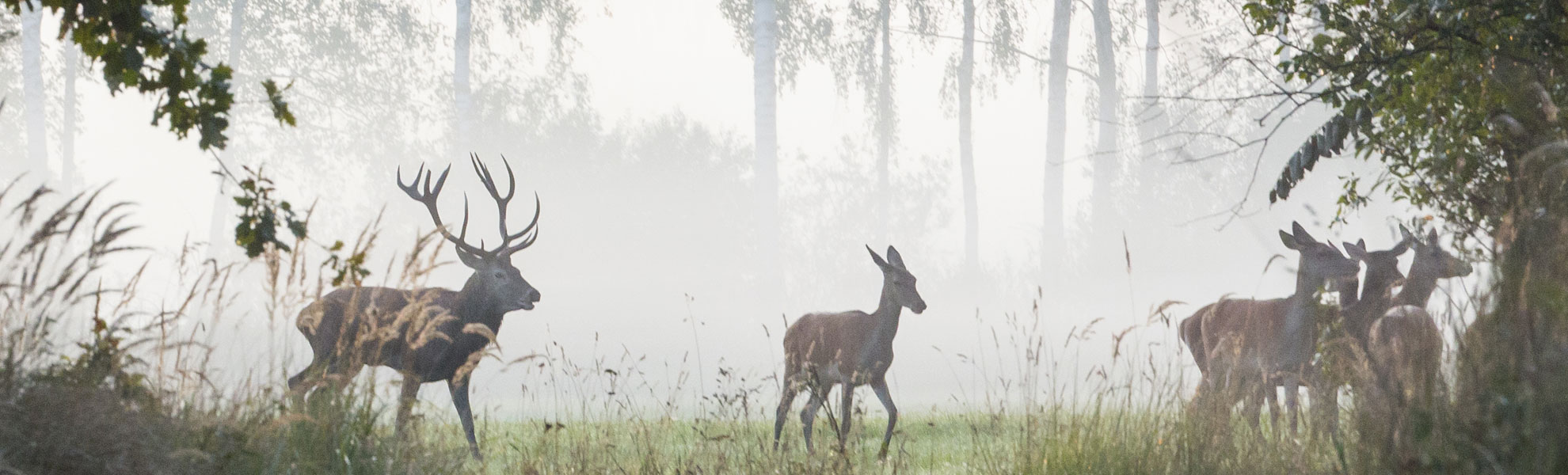   Rothirschjagd Pila