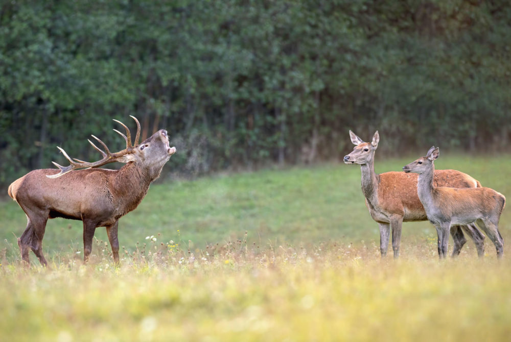 Rothirschjagd Pommern