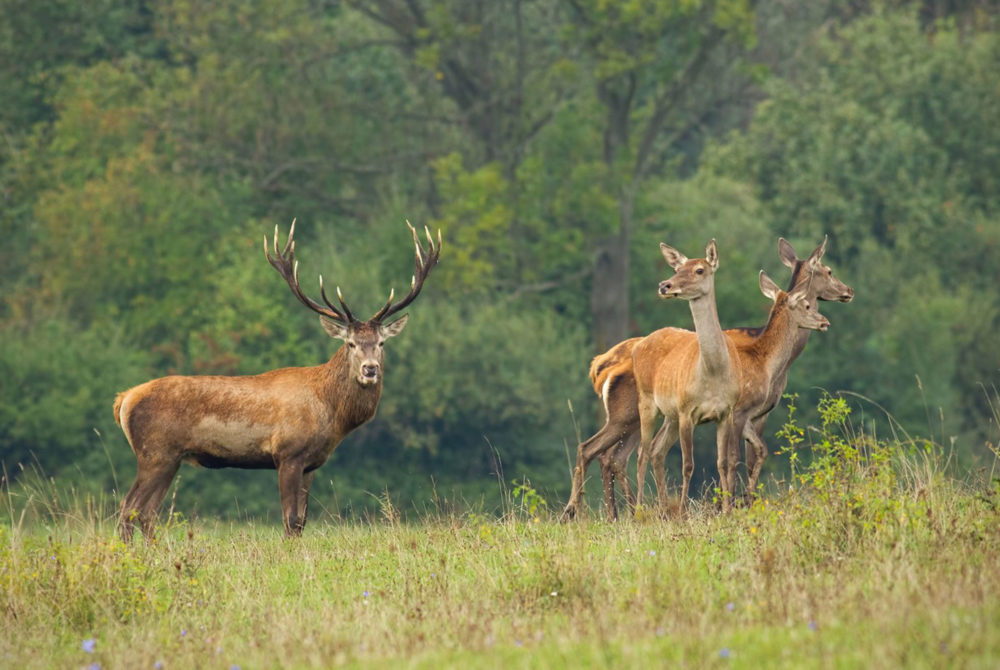 Rothirschjagd Suprasl