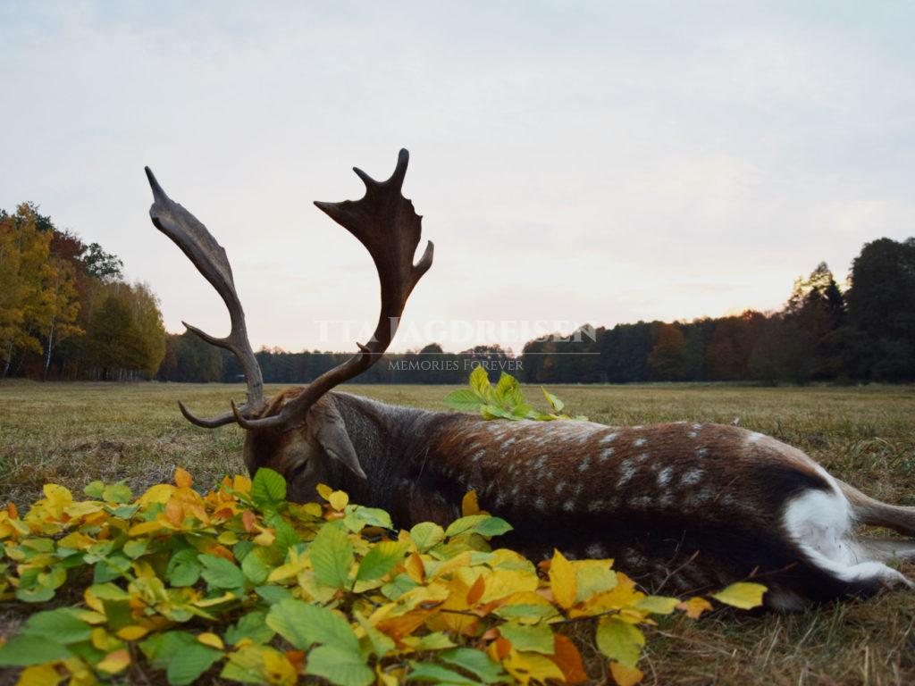 damhirsch-polen