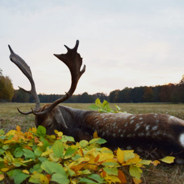 damhirsch-polen