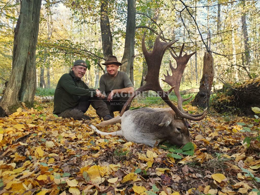 damhirsch-polen