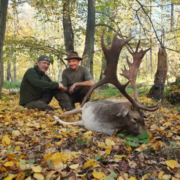 damhirsch-polen