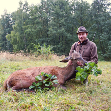 kahlwildjagd-polen