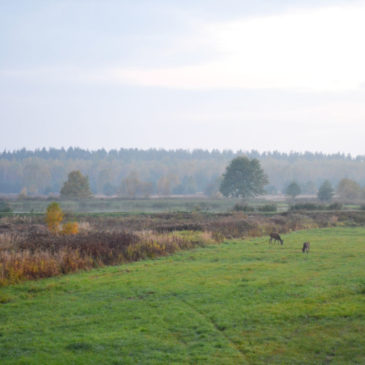 kahlwildjagd-polen